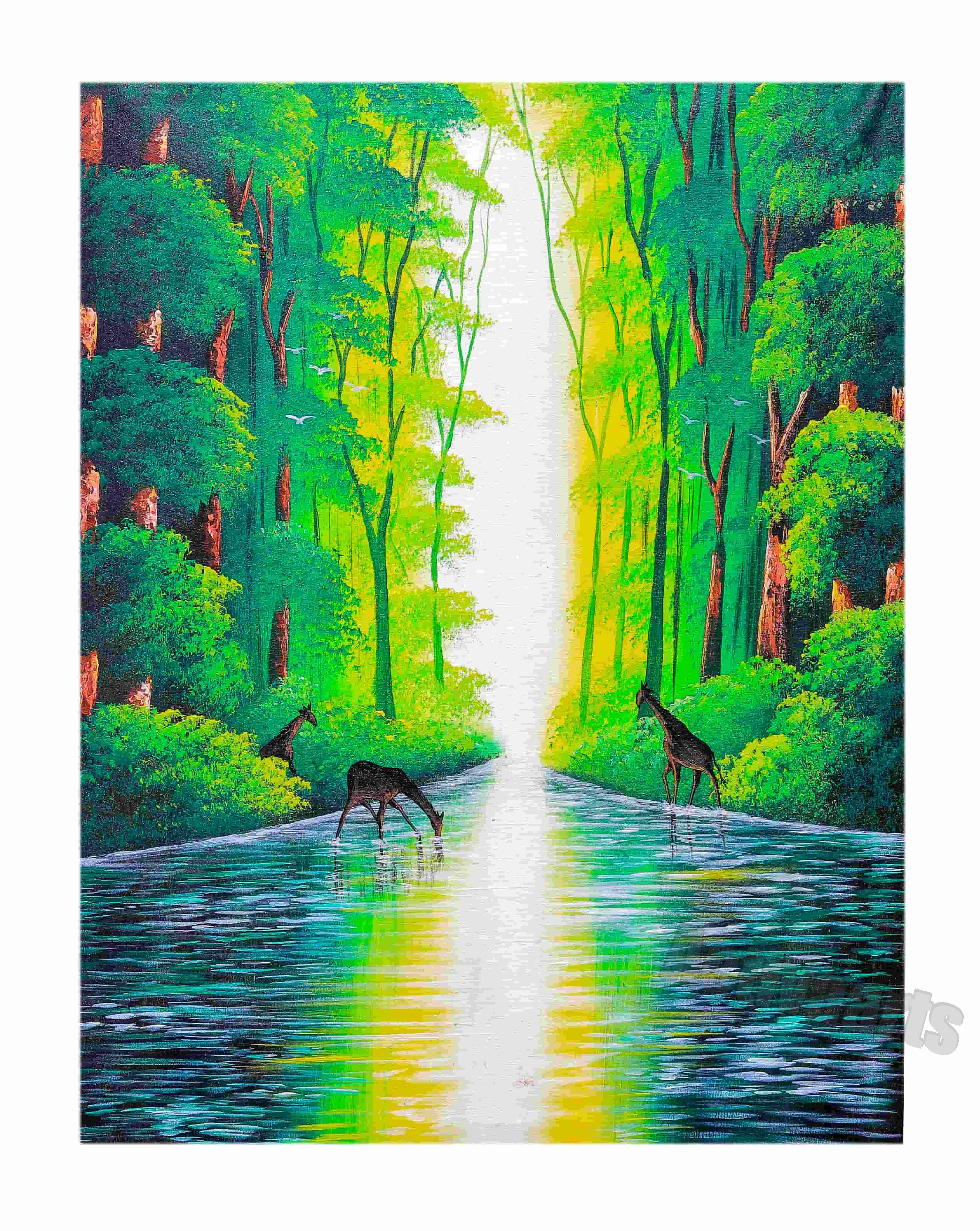 Giraffes Take Water 